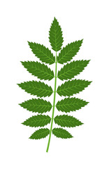 Vector tropical leaves Green tree leave. Natural green leaf isolated. Leaf element floral color garden art. Tropical leave tree element. Natural green tropical leave flat style