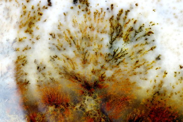 A cross section of the moss agate. Origin: Ural, Russia.   