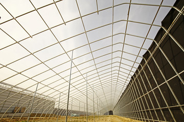 Is constructing the modern shed vegetables