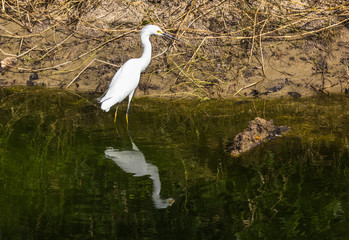 Garça-branca-pequena. (Egretta thula)