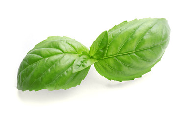 Fototapeta premium Fresh basil leaves on white background
