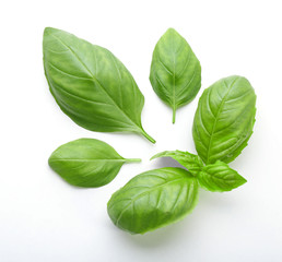 Fresh basil leaves on white background