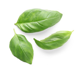 Fresh basil leaves on white background