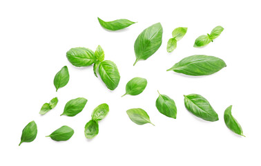 Fresh basil leaves on white background
