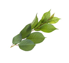 Fototapeta premium Tree branch with green leaves on white background