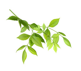 Tree branch with green leaves on white background