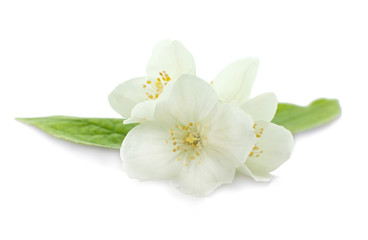 Naklejka na ściany i meble Fresh jasmine flowers on white background