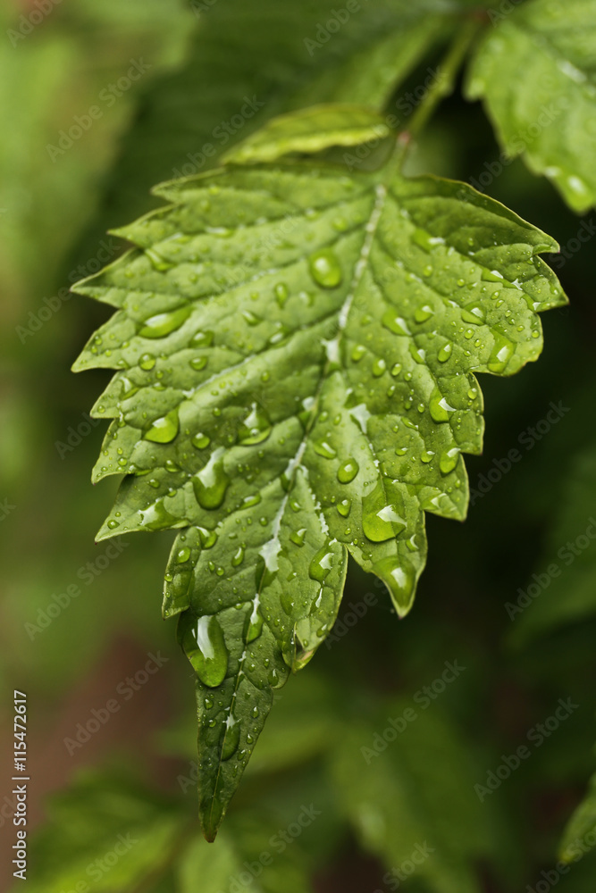 Canvas Prints Green leaf, closeup