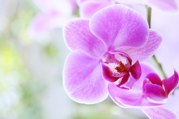 Pink orchid on green background