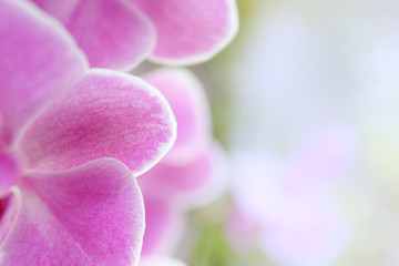 Fototapeta na wymiar Pink orchid on green background