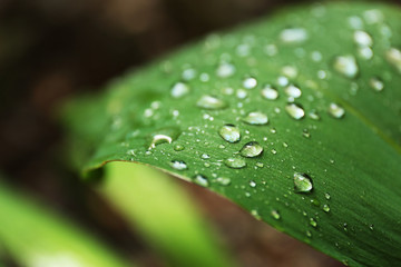Green leaf, closeup