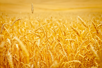Golden ears of wheat in summer on the field.