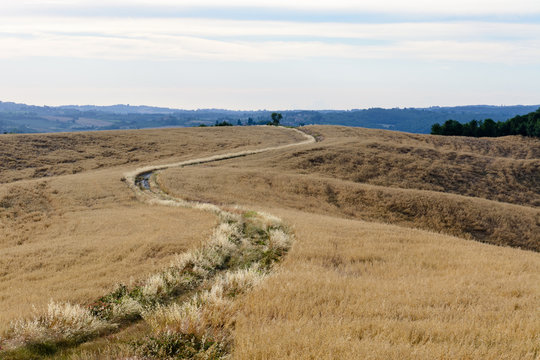 Scenic view of a pth through a wheat field in Tuscany