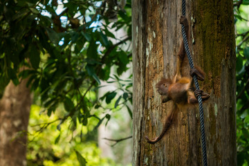 Baby Orangutan