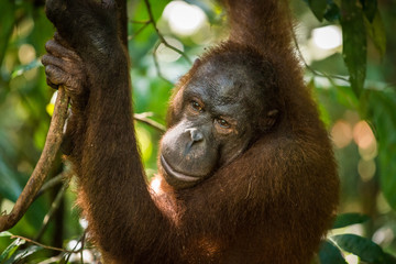 Female Orangutan © Joshua Davenport
