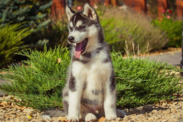 Portrait of a Siberian Husky puppy walking in the yard. One Little cute puppy of Siberian husky dog outdoors