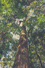 Fototapeta premium Rain forest in north of Thailand, Inthanon national park (Vintag