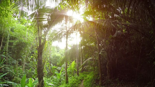 Young coconut palms and other tropical vegetation, growing densely along a nature trail in Southeast Asia. UltraHD video