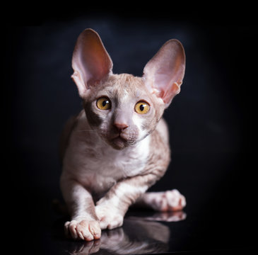 Cornish Rex cat isolated on a white background