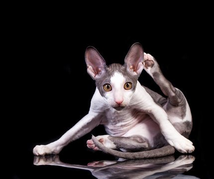 Cornish Rex cat isolated on a white background