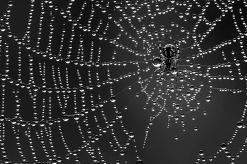 Deurstickers Spin in zijn web vol dauwdruppels. Een spinnetje van amper 2mm groot. Een uitvoering in zwart wit. © M. Runhart