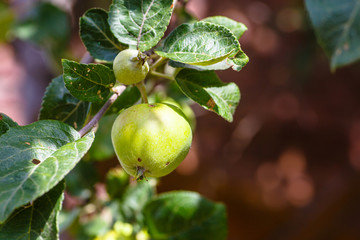 Organic apples, young, growing on a branch.