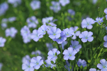 亜麻の花