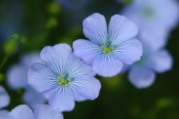 Fototapeta premium 亜麻の花