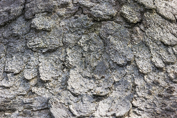 Textura granulosa de osso de baleia antigo.