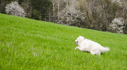 Samoyed dog running.