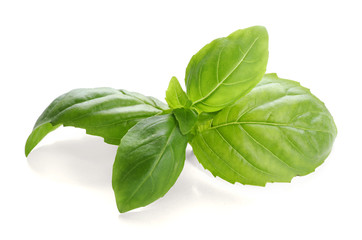 Fresh basil leaves on white background