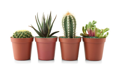 Different succulents and cactus in pots on white background