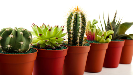 Fototapeta premium Different succulents and cactus in pots on white background