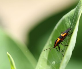 Boxelder bug on green leaf.