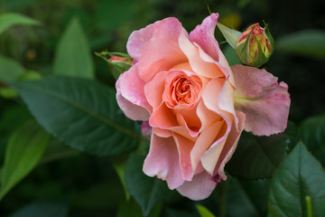 Pink rose. In the garden.
