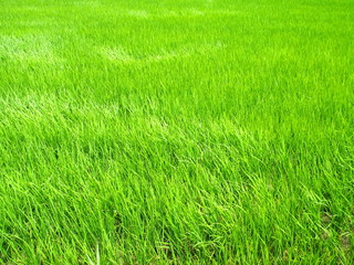 風に吹かれる青田風景