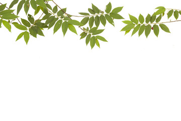 spring branch with fresh green leaves.