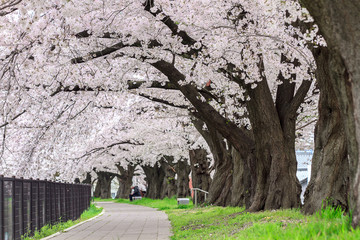 cherry blossom Tunnel in Japan