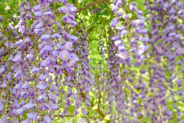 Wisteria
