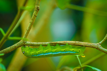 Worm, big, Worm the caterpillars eating leaves and stems of plants.