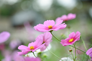 Cosmos flower
