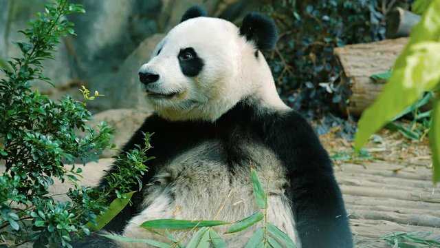 Panda chewing bamboo leaves as it holds the stems in its enormous paws. UltraHD video