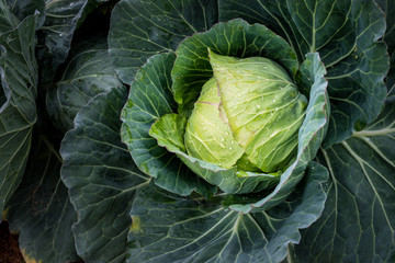 Obraz premium Fresh cabbage closeup