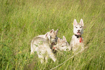 Naklejka na ściany i meble Siberian Husky playing on the grass in the field. The puppies and their parents. Close-up. Active dogs games. Northern sled dog breeds.