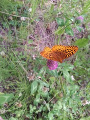 Butterfly on flower