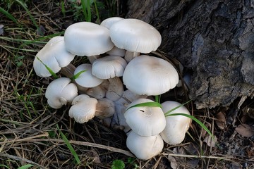 Big mushrooms  under a tree