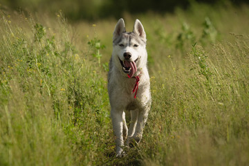 Siberian Husky playing on the grass in the field. The puppies and their parents. Close-up. Active dogs games. Northern sled dog breeds.