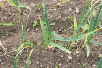 Growing green garlic leaves.