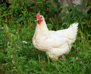 chicken that is walking along on the grass