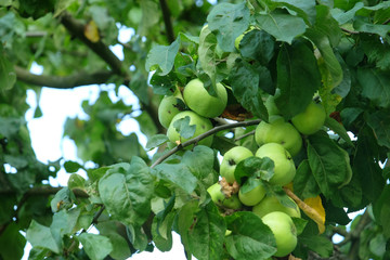 Green Apples Closeup